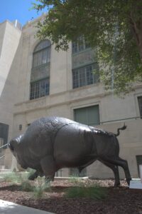 35) Kent Ullberg (b. 1945), "Bull Bison", 2003, Bronze, Loan courtesy of the Jack and Valerie Guenther Foundation