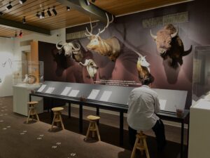 An adult sitting at a table looking down at a piece of paper as they are overlooked by head models of bison, dears, and goats. The setting is a museum.