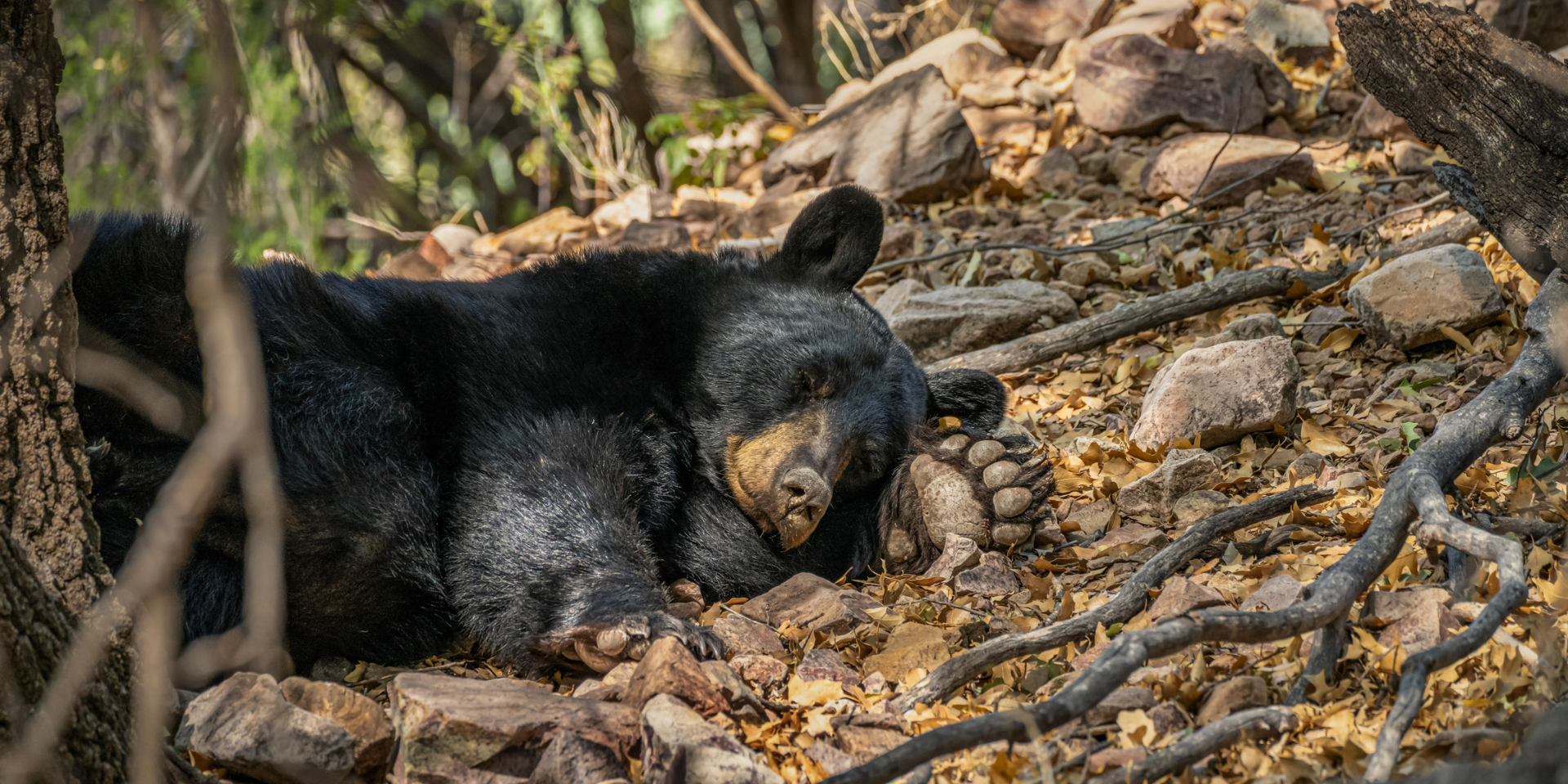 Black bear sleeping on the forest floor